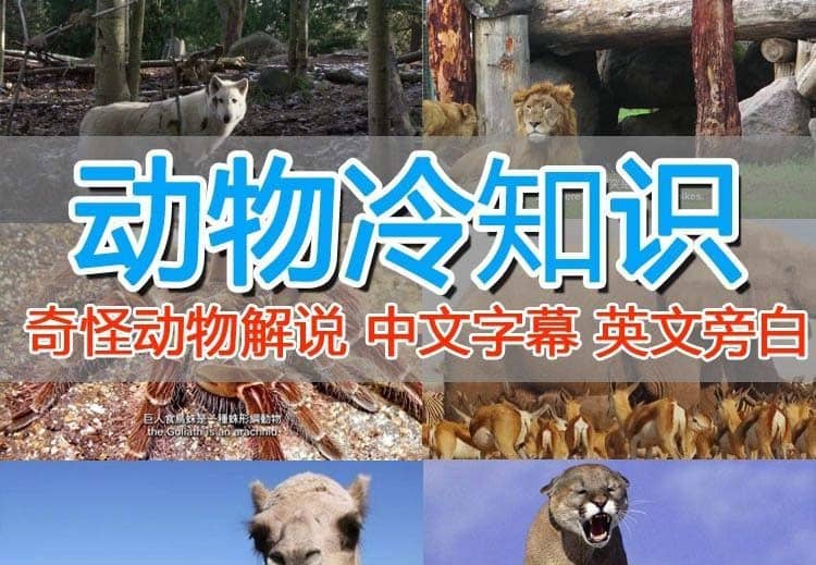 外面卖1699的国外纪录片解说（动物解说、美食、动画片）稳过中视频赚米吧-网创项目资源站-副业项目-创业项目-搞钱项目赚米吧